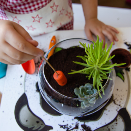 Make a terrarium