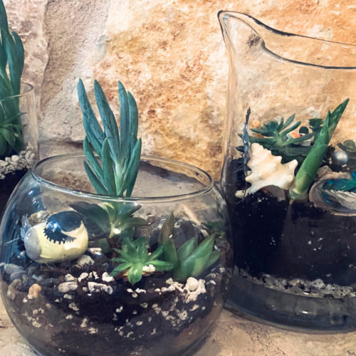 Succulent terrariums